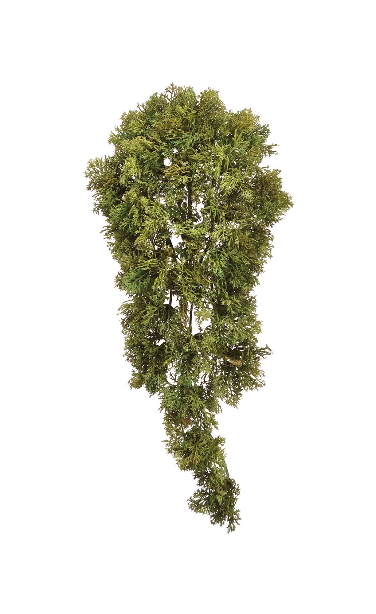 Moss Hanging Vine