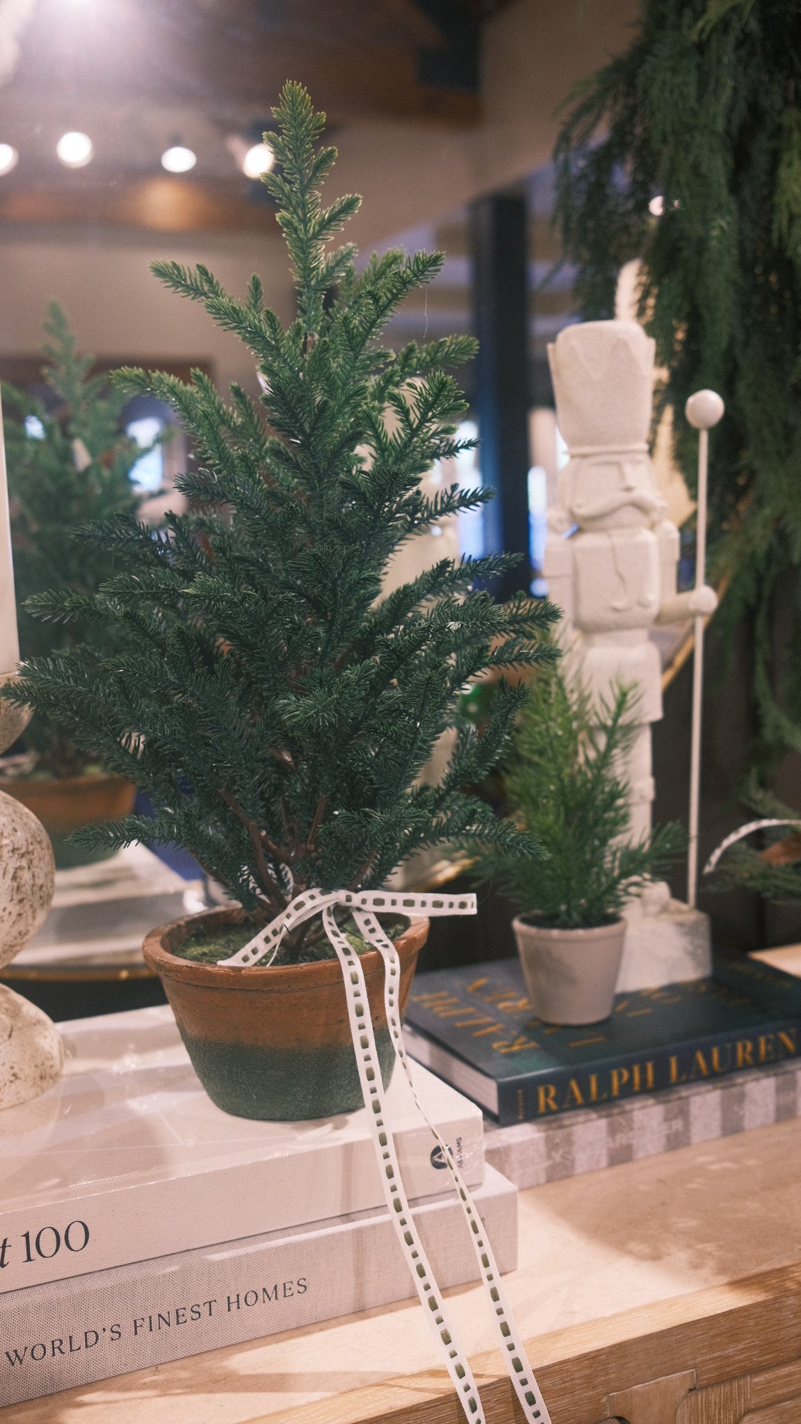 Garden Potted Pine Tree