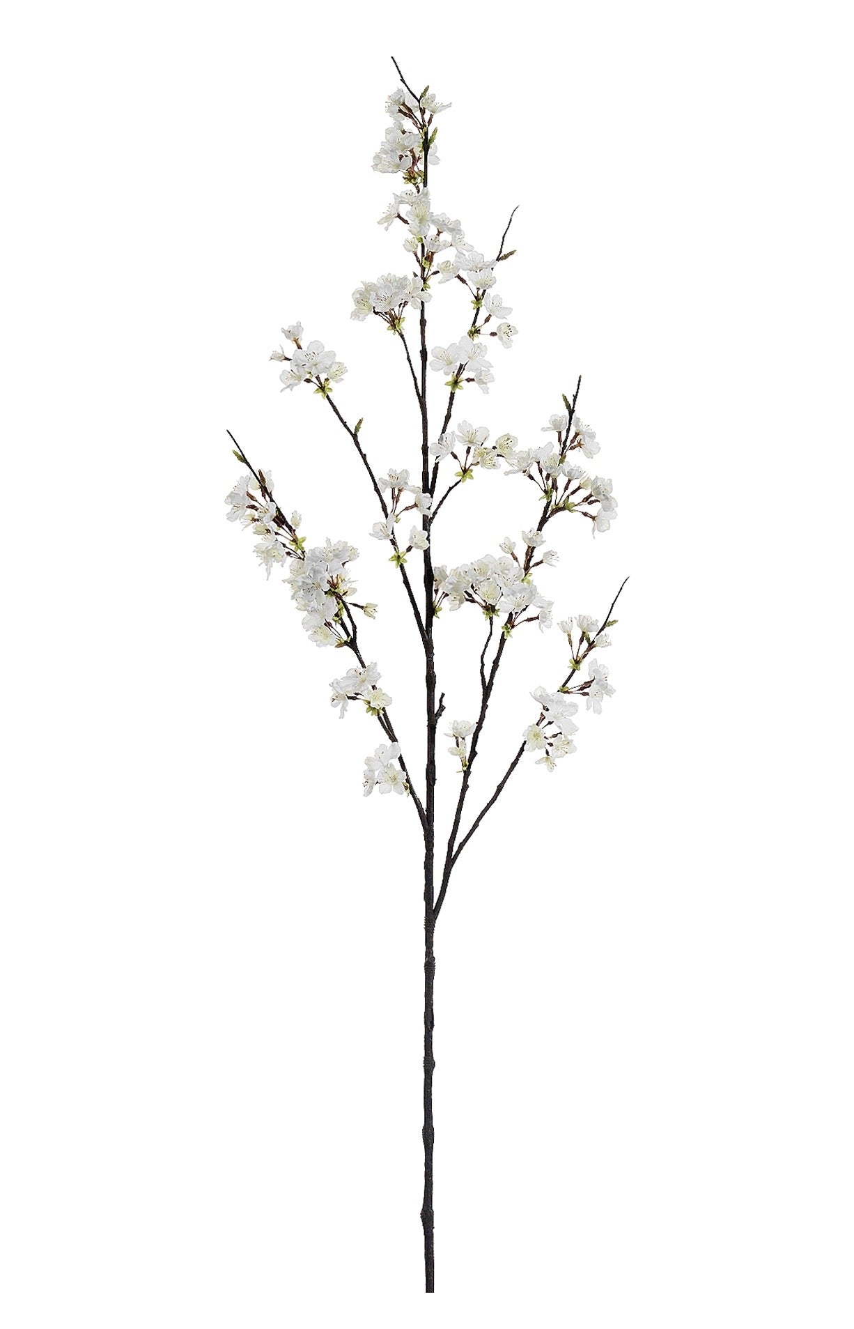 White Cherry Blossom Branch