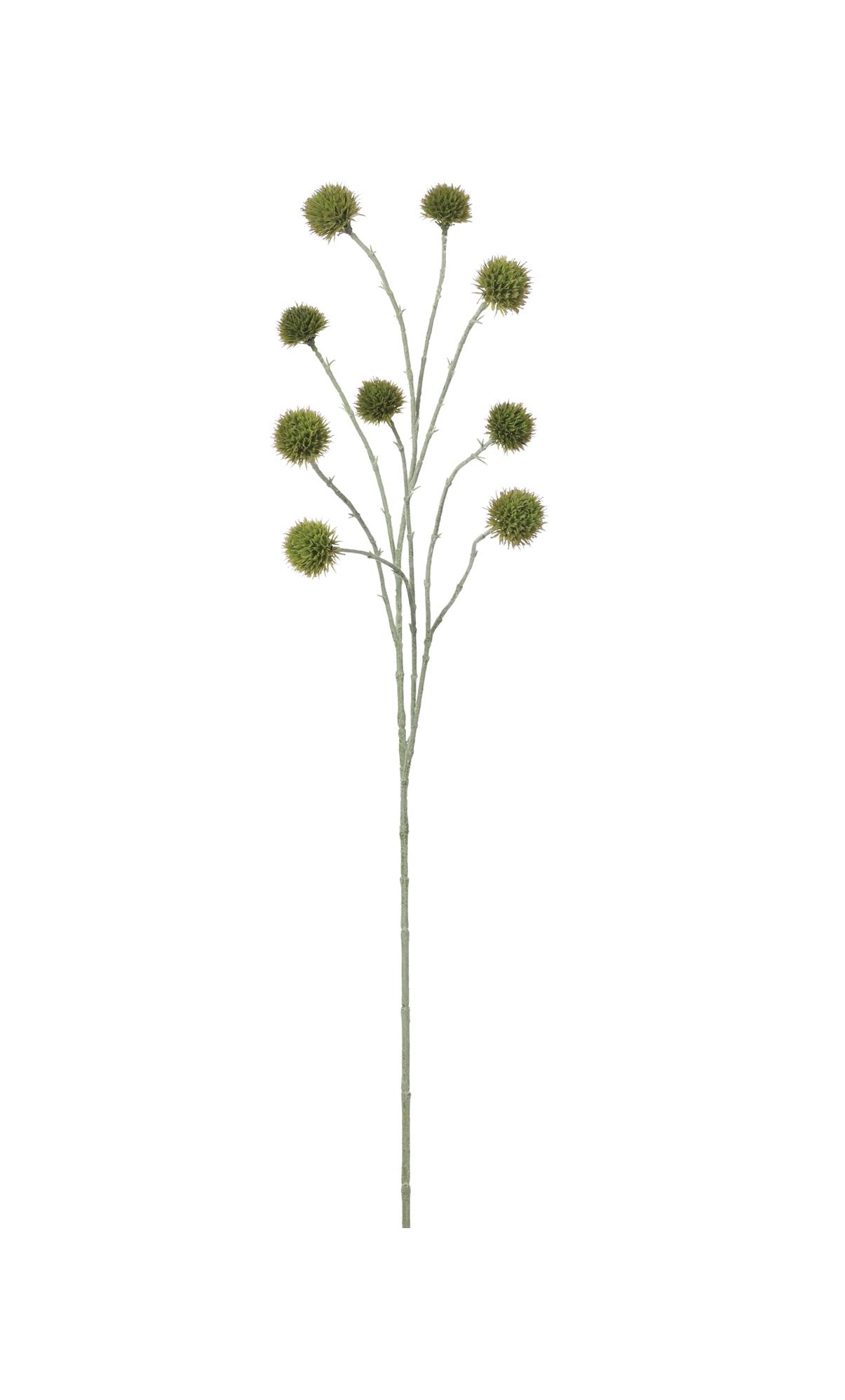 Green Globe Thistle Spray