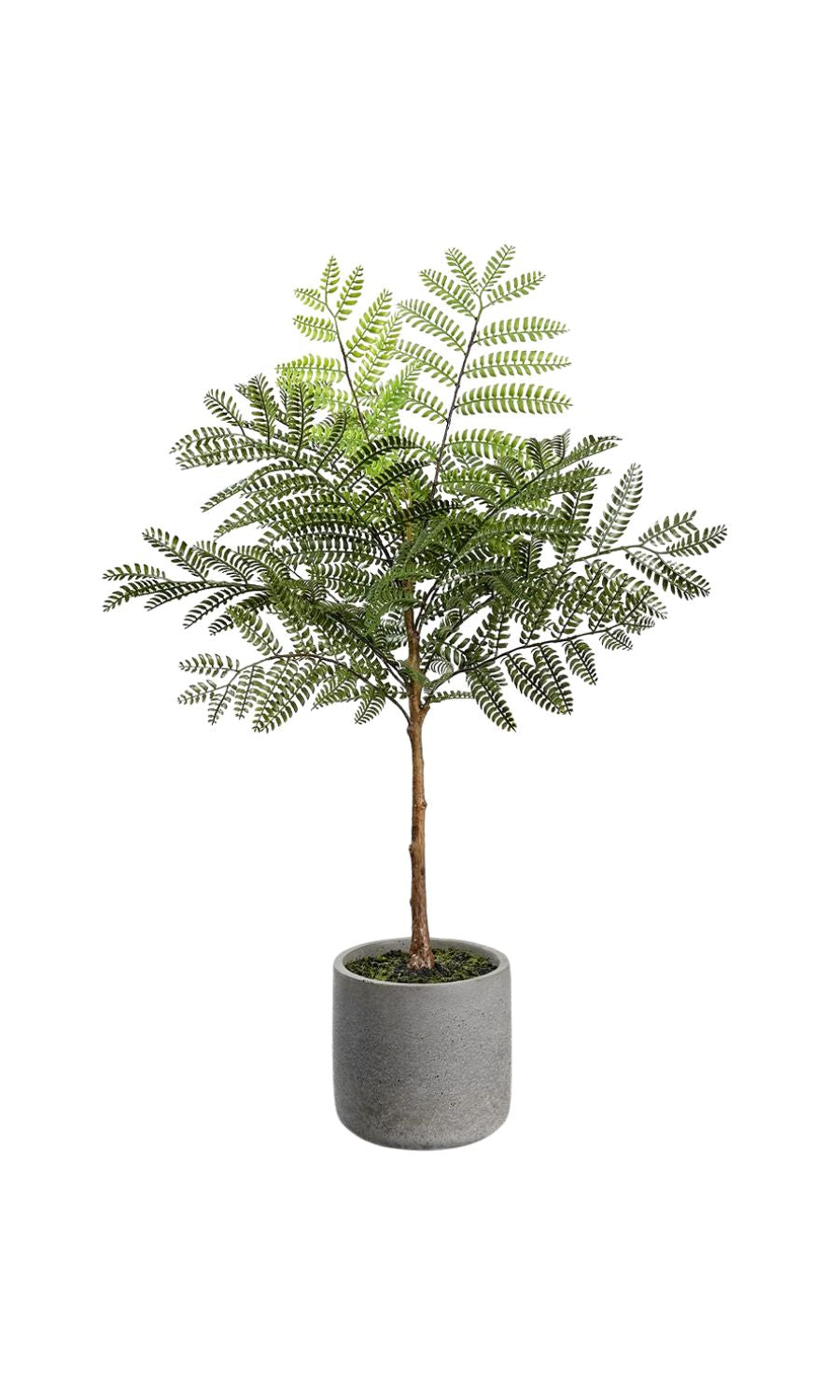 Potted Fern