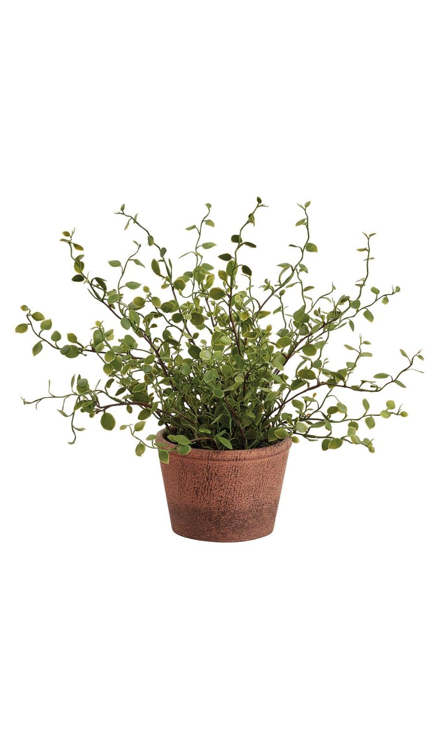 Angel Vine Potted Plant