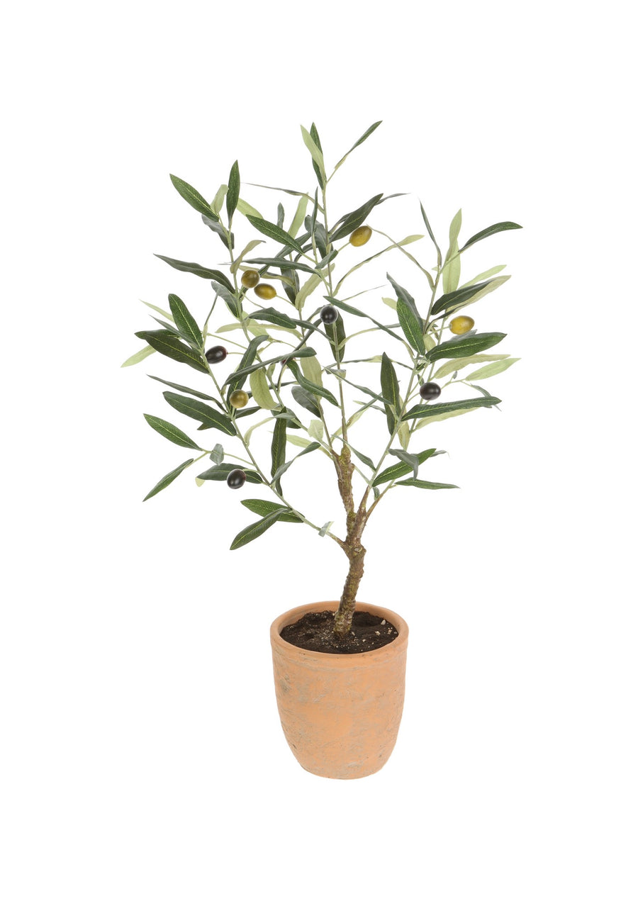 Olive Tree in Cement Pot