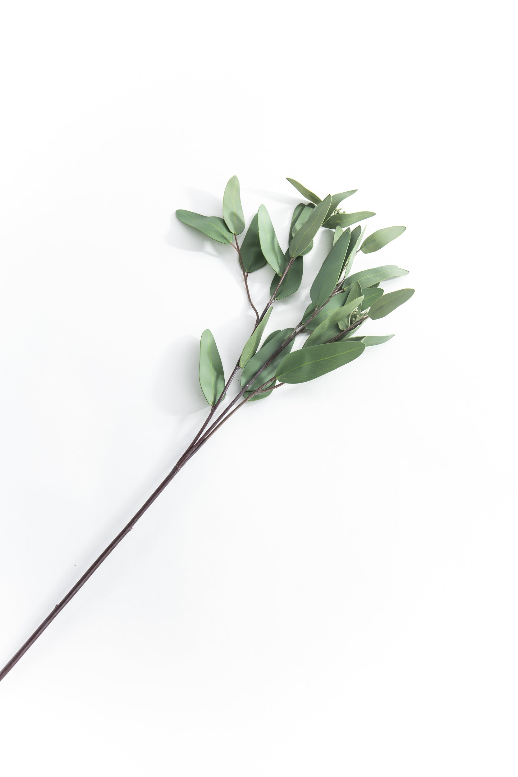 Long Leaf Eucalyptus Spray
