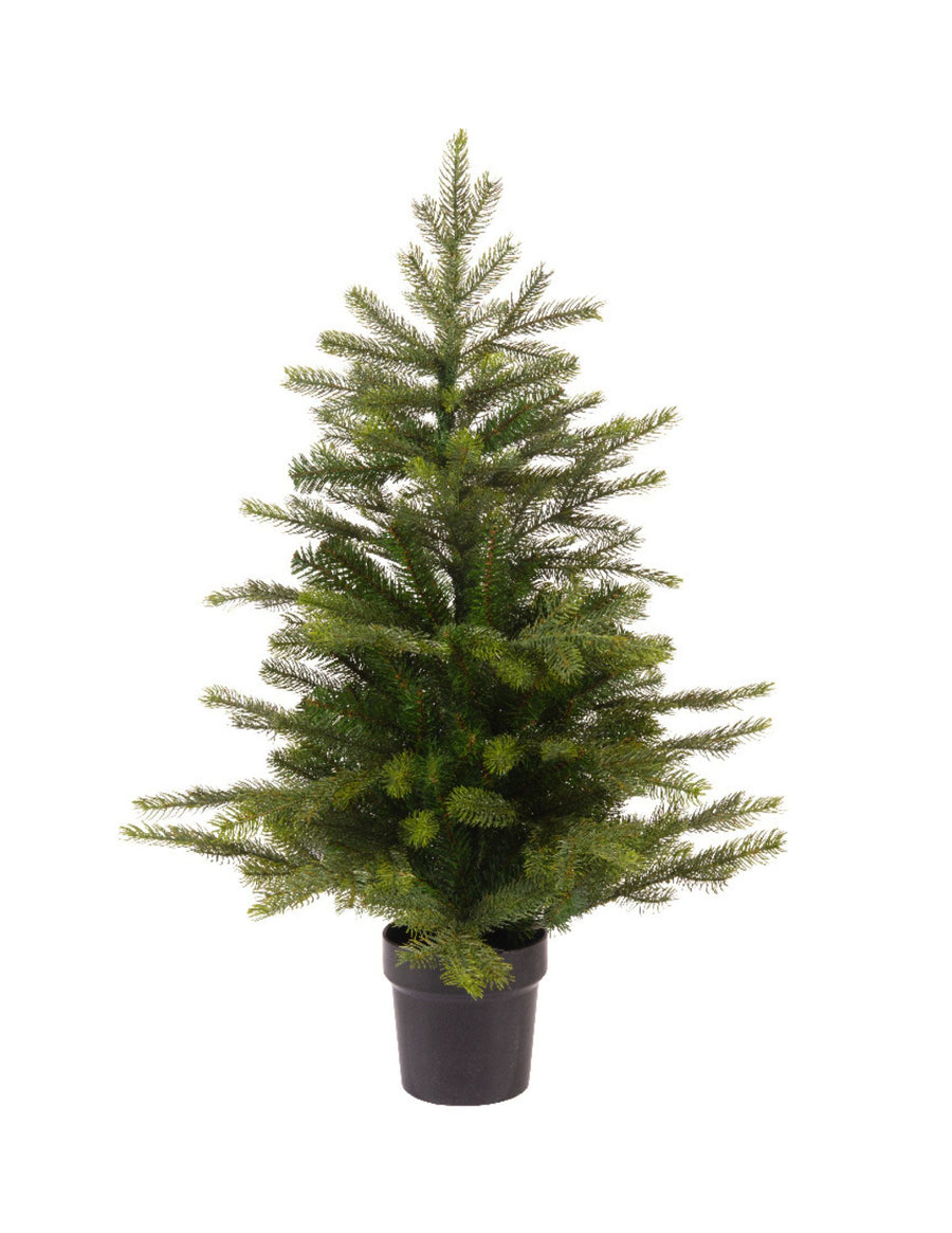 Small Pine Tree