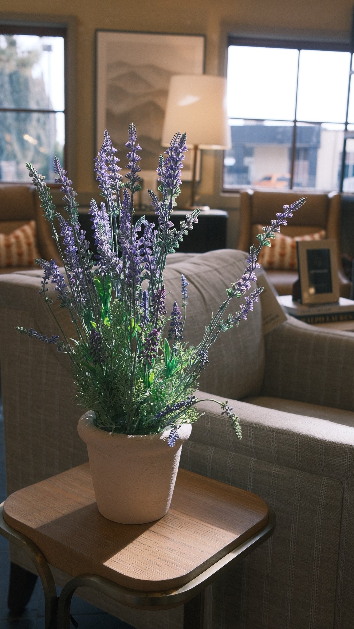 Lavender in Terra Cotta Pot