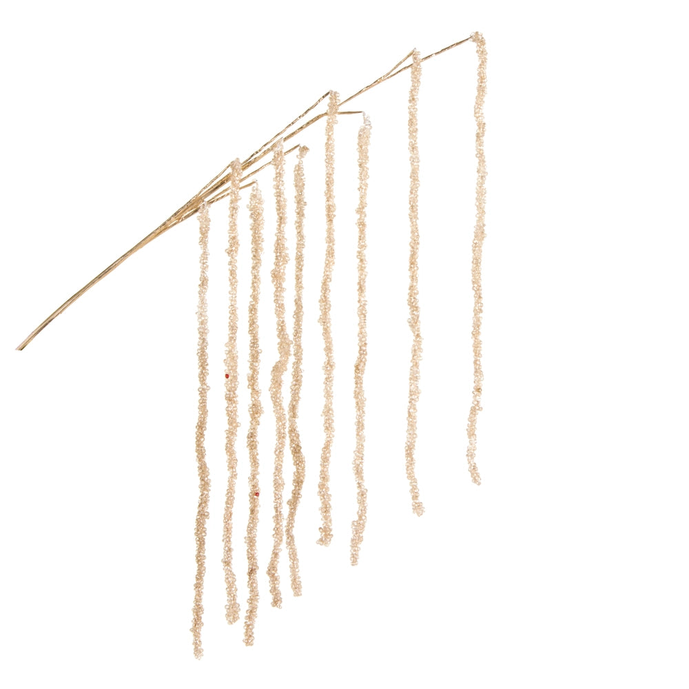 Gold Beaded Amaranthus