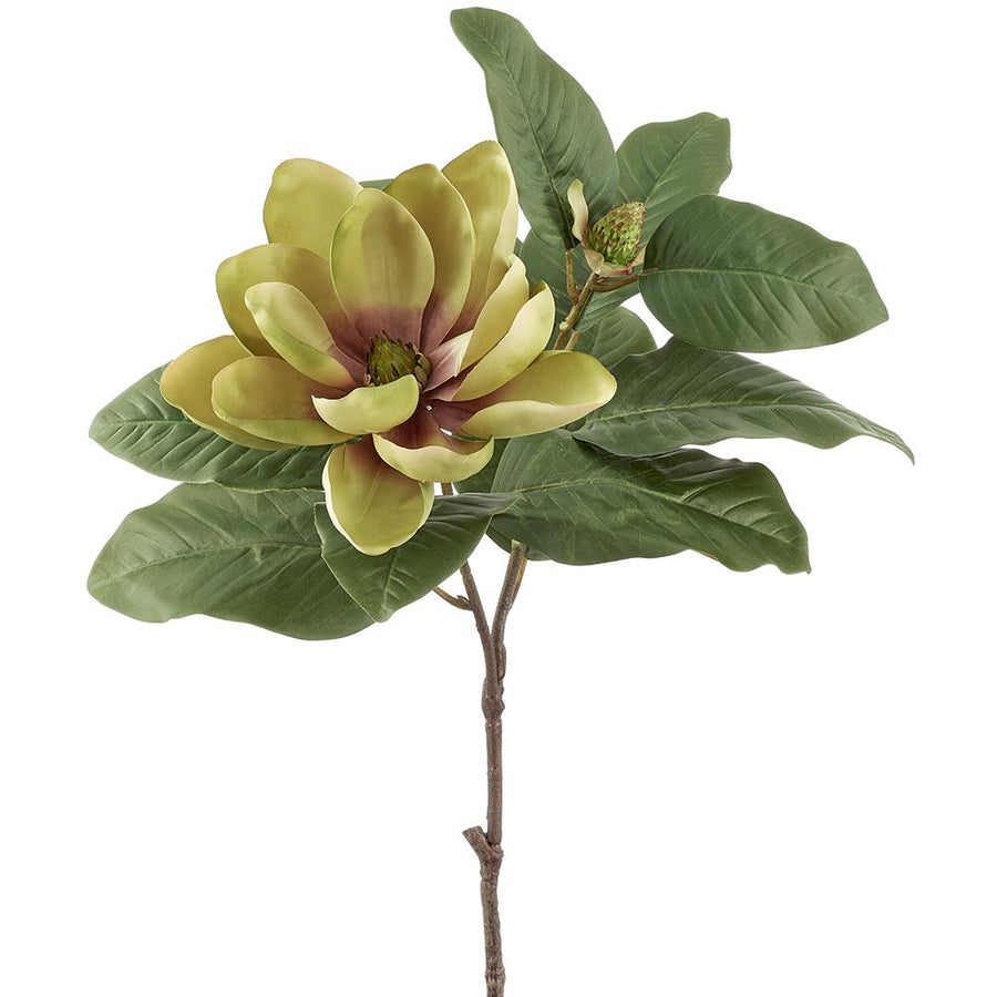 Magnolia Flower Stem