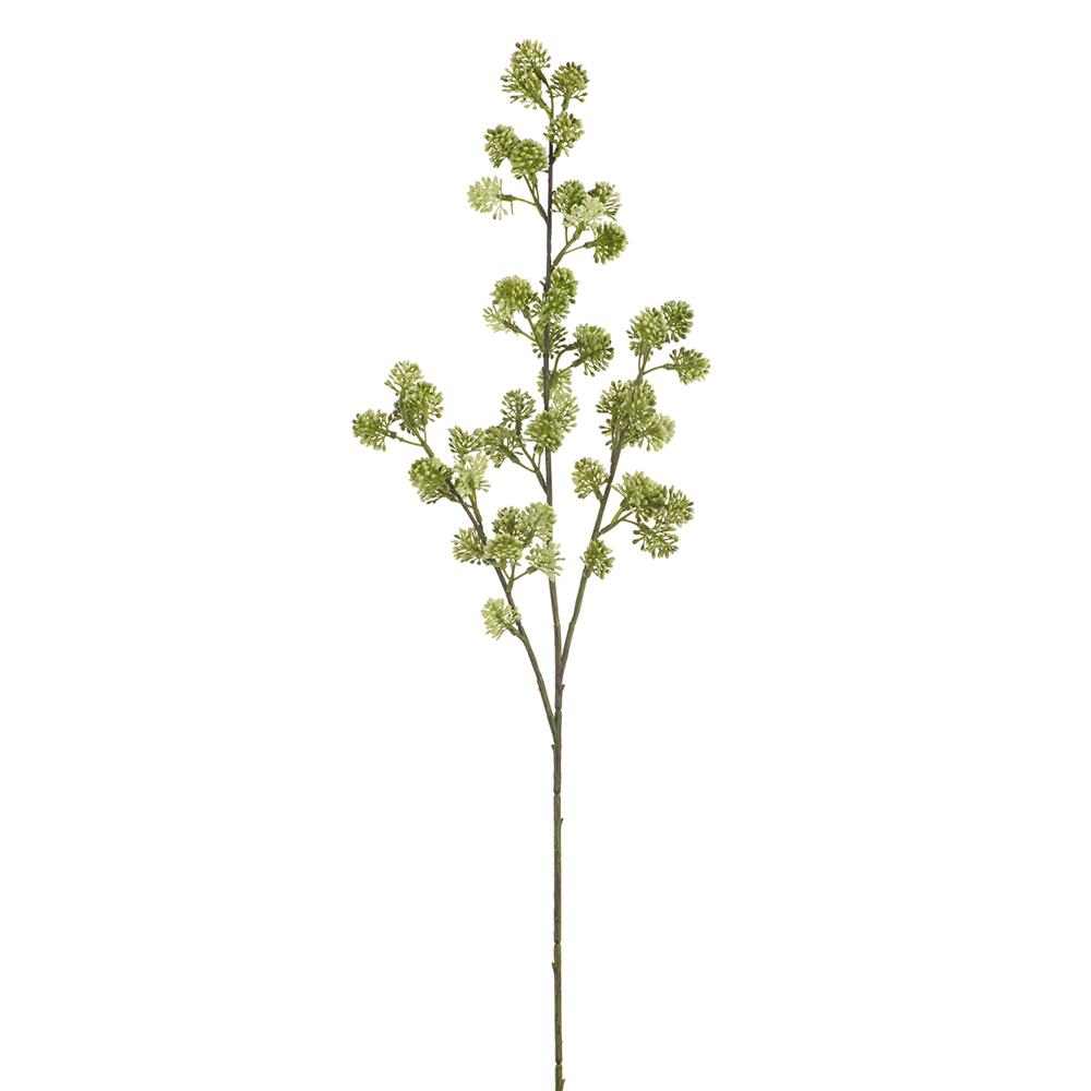 Sedum Stem