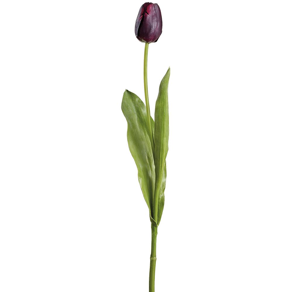Plum Dutch Tulip Stem