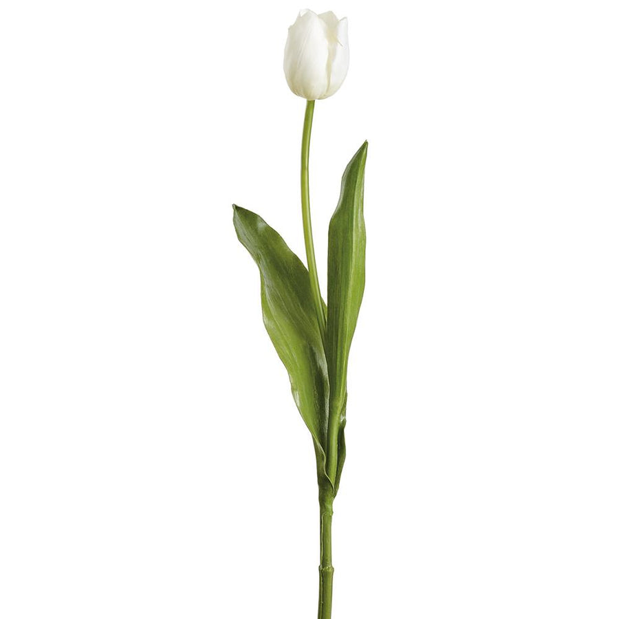 White Dutch Tulip Stem