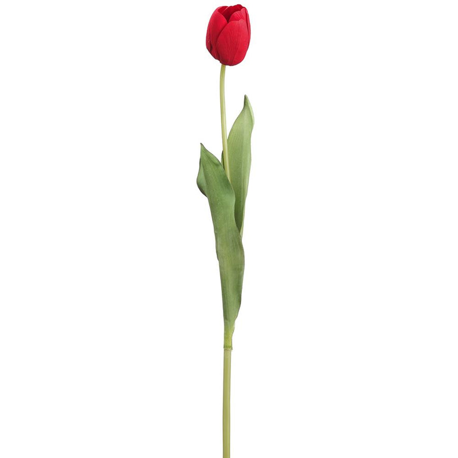 Red Dutch Tulip Stem