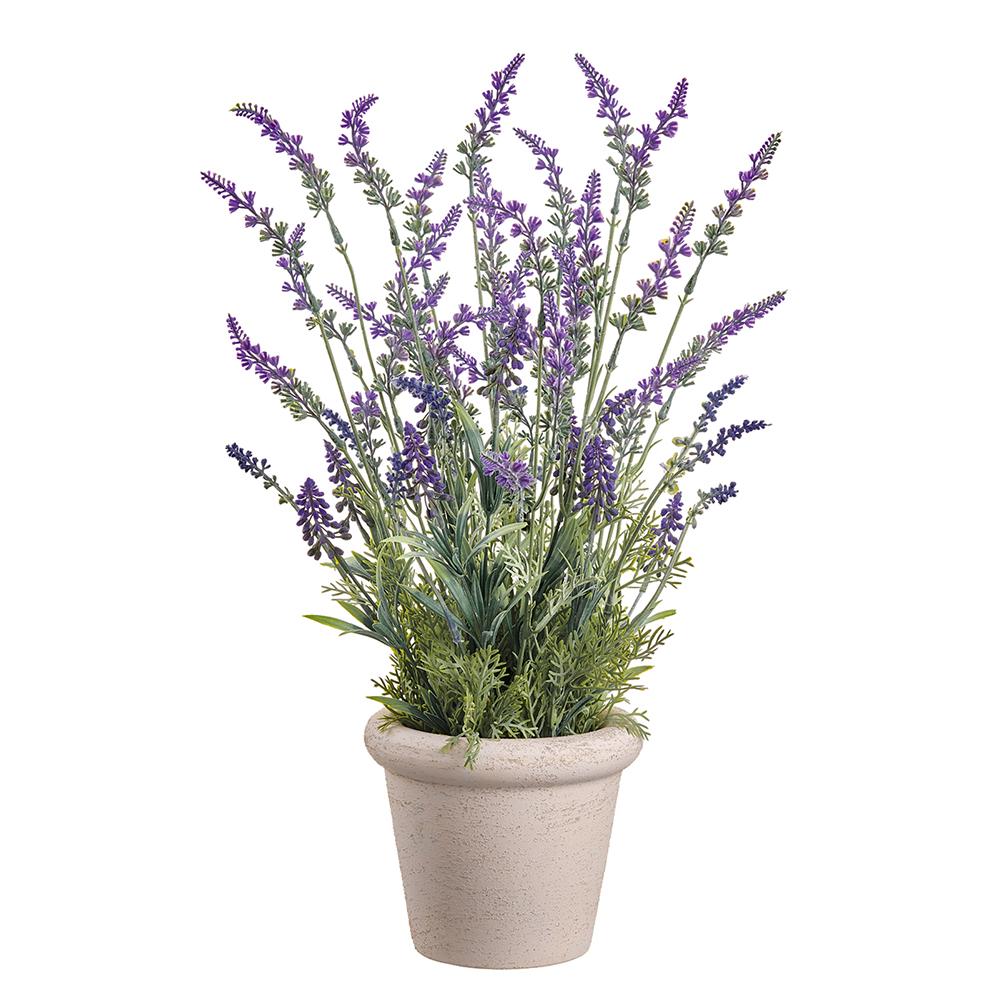 Lavender in Terra Cotta Pot