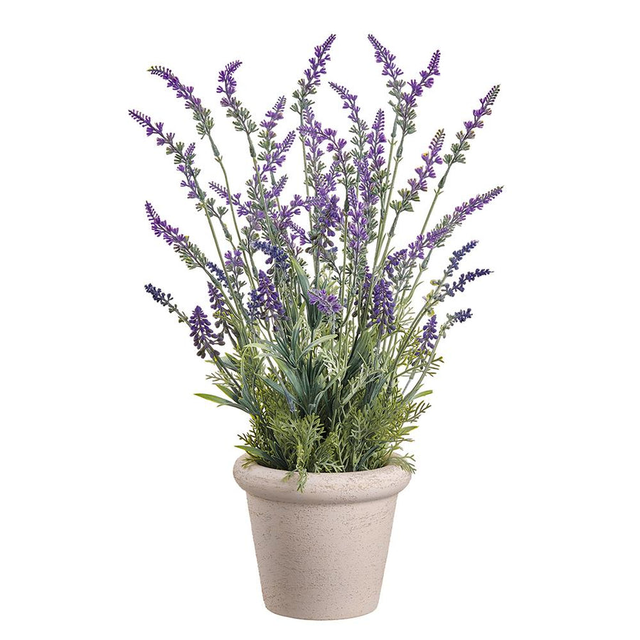 Lavender in Terra Cotta Pot