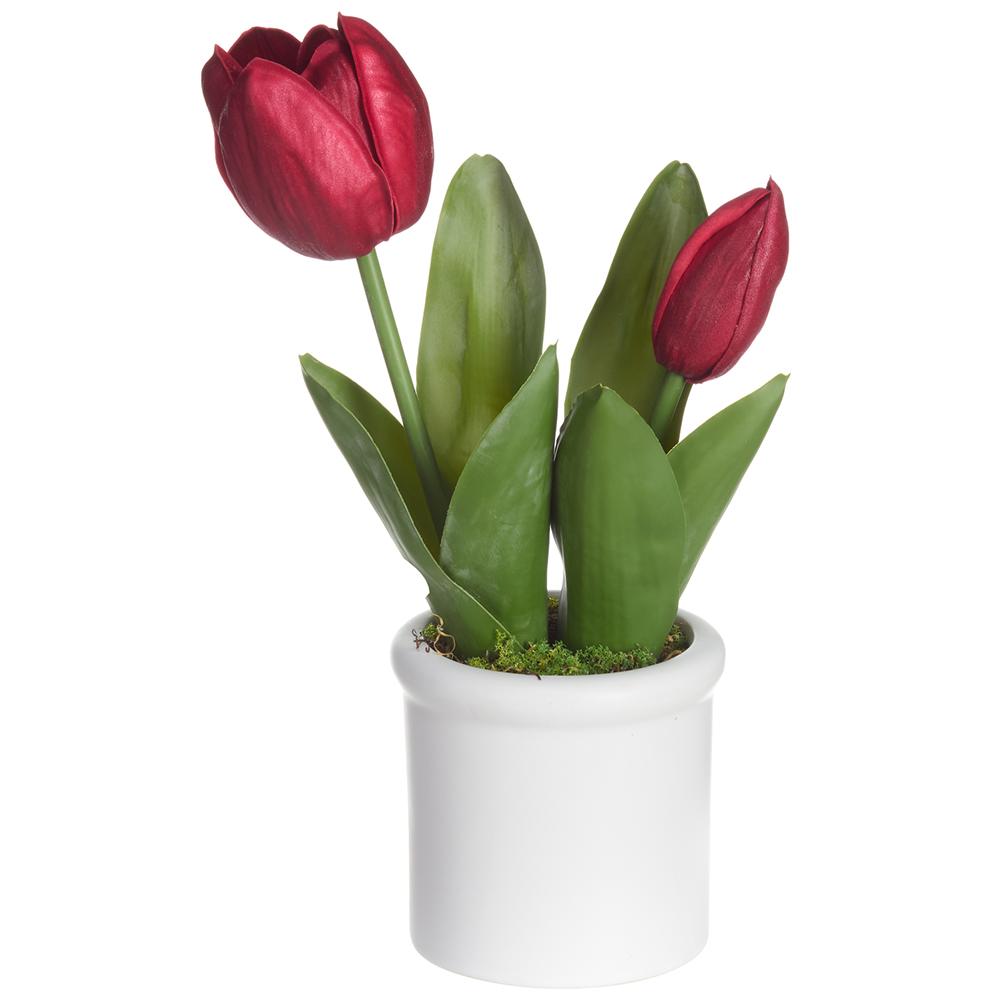 Potted Burgundy Tulips