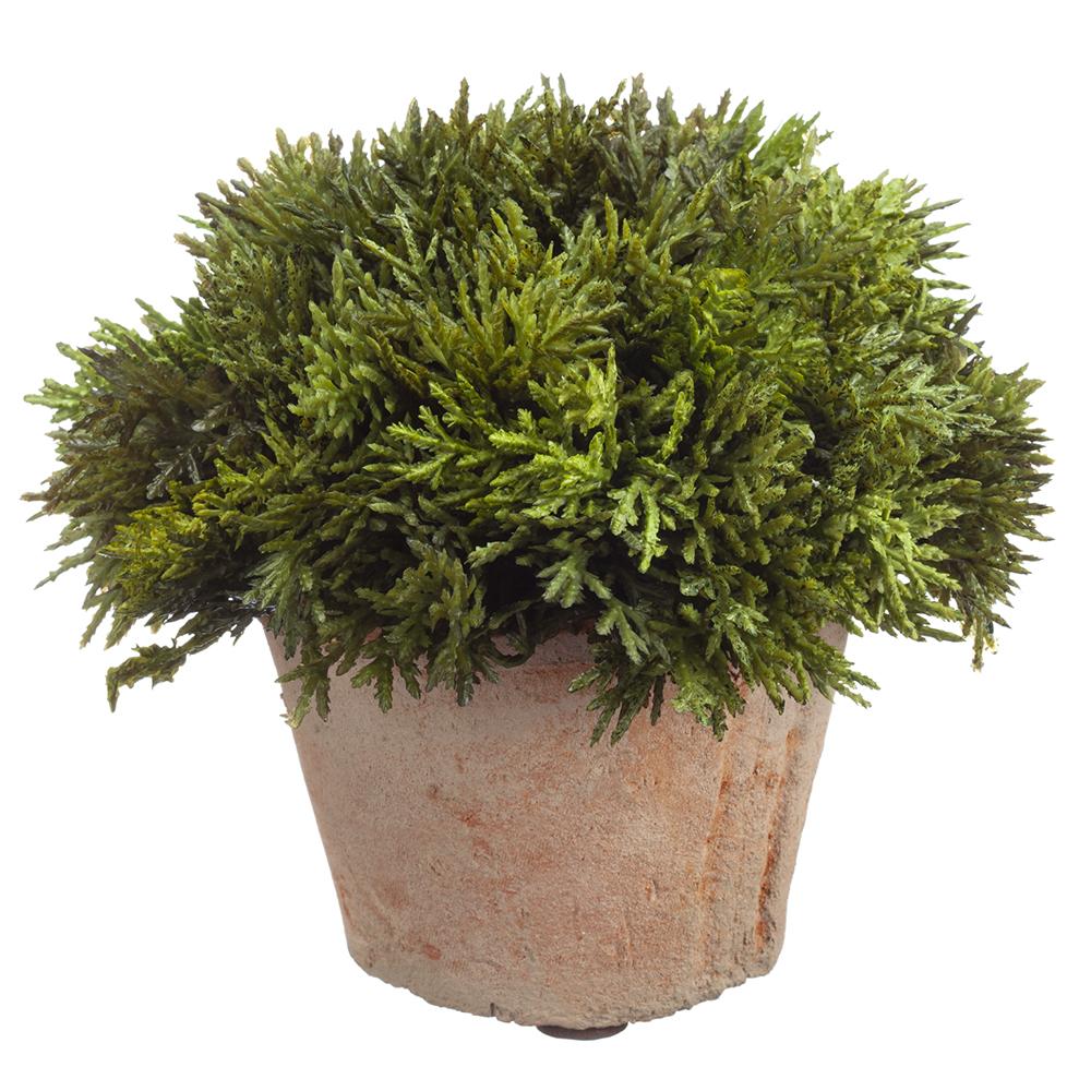 Potted Cypress