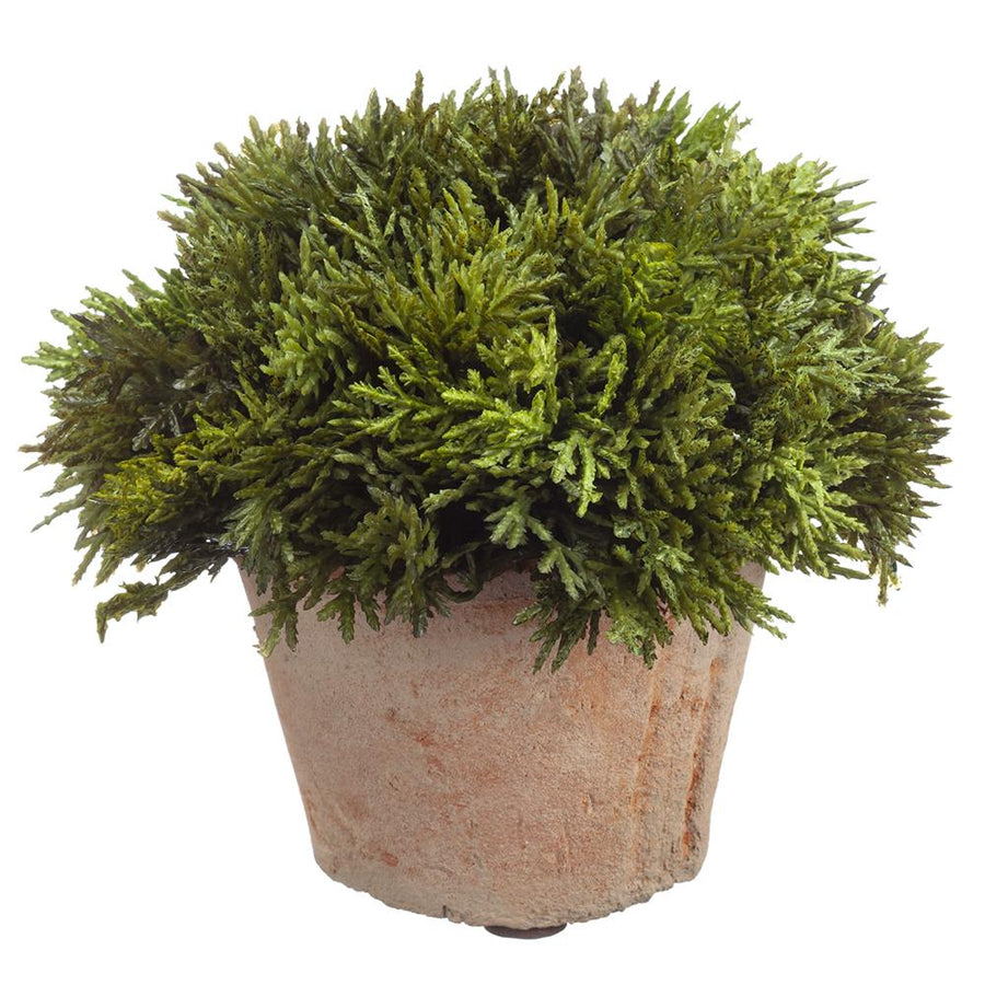 Potted Cypress