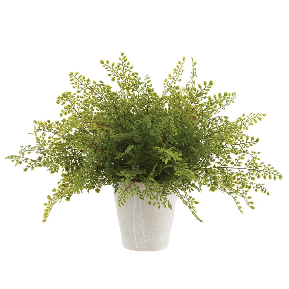 Fern in White Pot