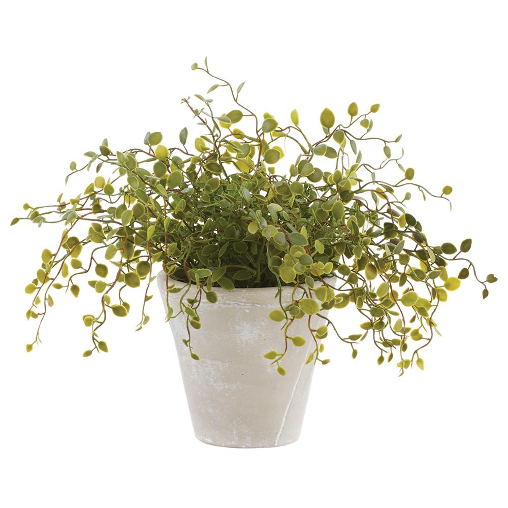 Angel Vine in Cream Pot