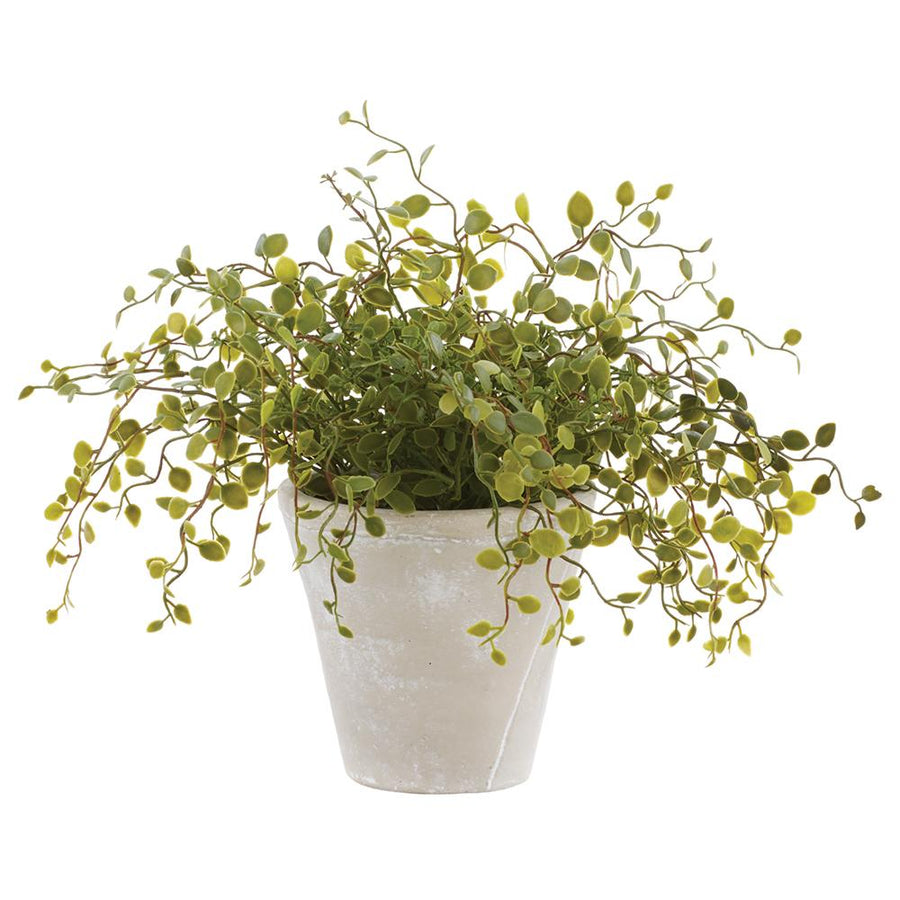 Angel Vine in Cream Pot