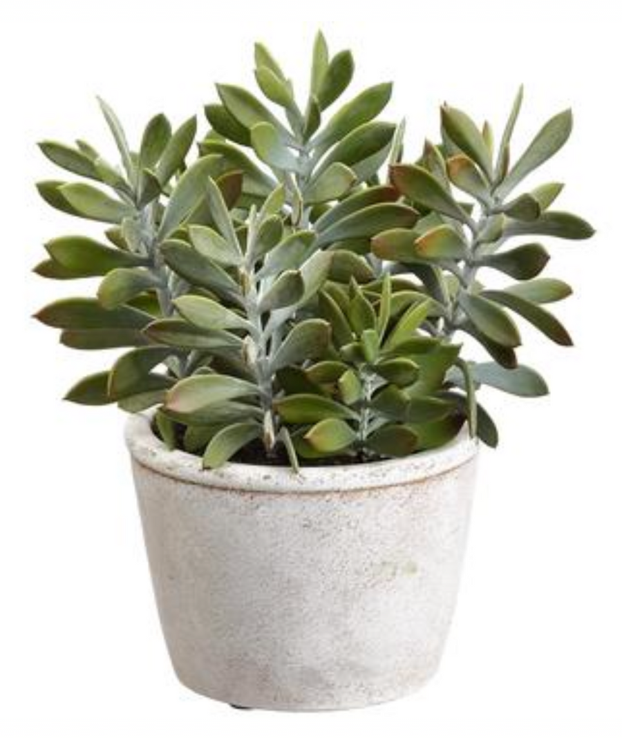 Crassula Plant in Cement Pot