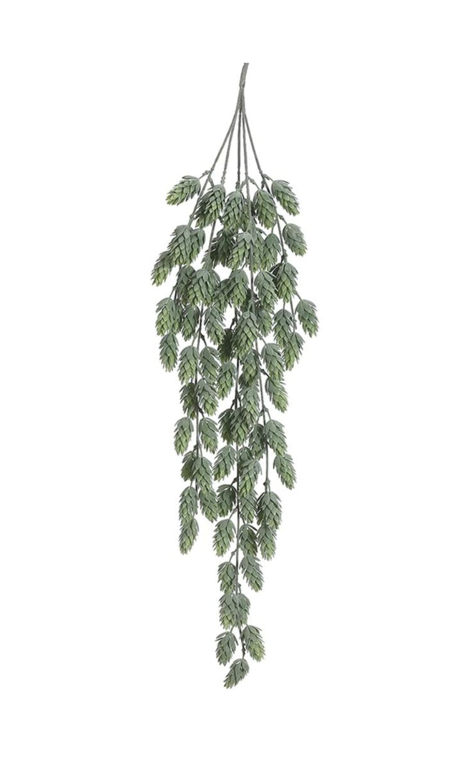 Hops Hanging Bush