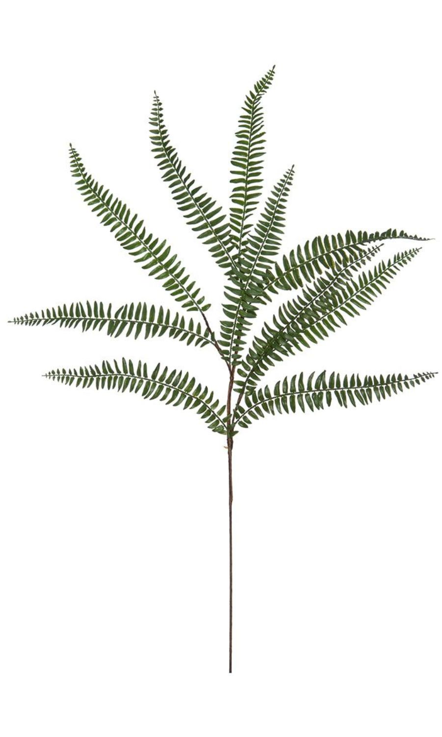 Fern Spray