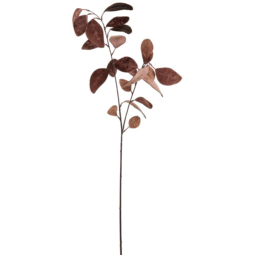 Brown Velvet Eucalyptus