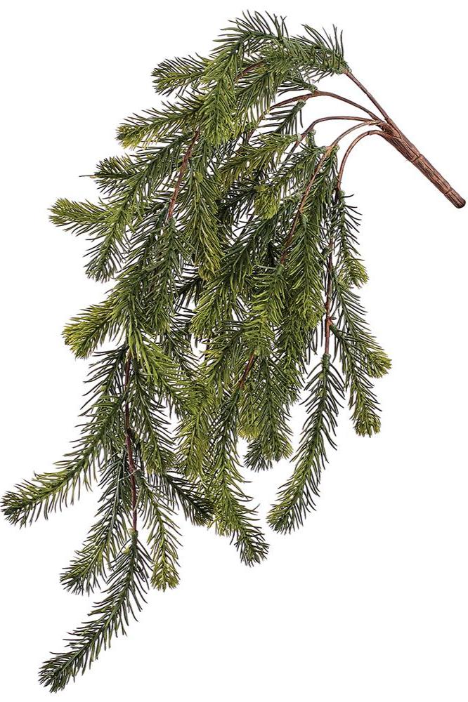 Fir Hanging Bush