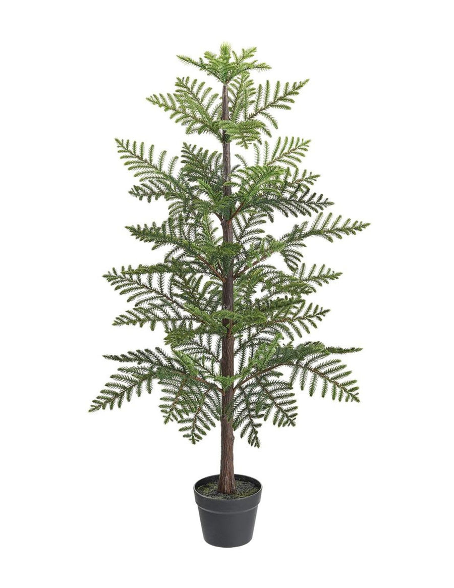 Norfolk Small Pine Tree